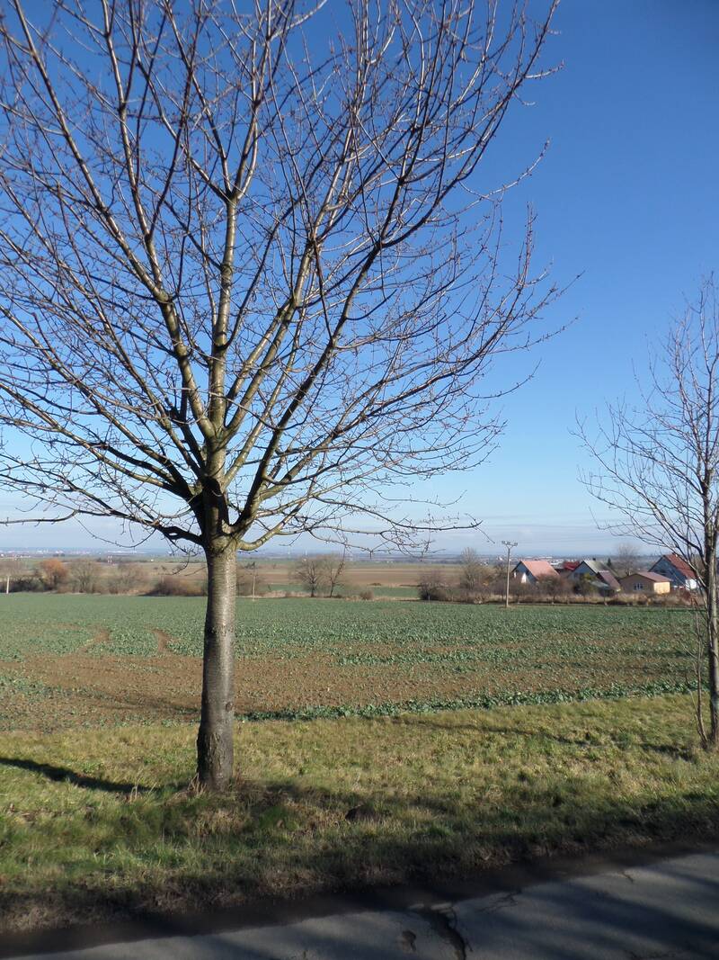 Prodej stavební parcely o rozloze 1 667 m2, obec Chotěnice - Heřmanův Městec